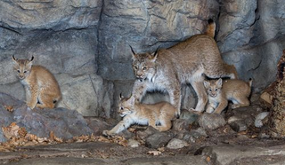 Illustration for article titled ZOMG CANADIAN LYNX TRIPLETS!!! C'EST MIGNON!!!
